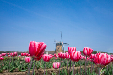 風車のあるチューリップ畑