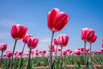 チューリップ畑