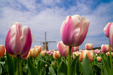 チューリップ畑