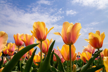 チューリップ畑