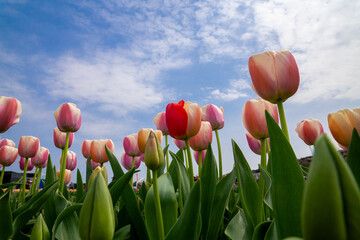 チューリップ畑