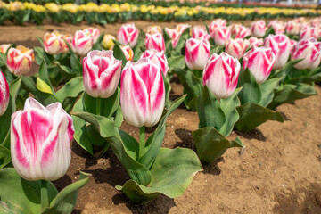 チューリップ畑