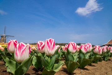 チューリップ畑
