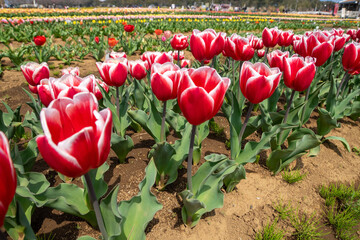 チューリップ畑