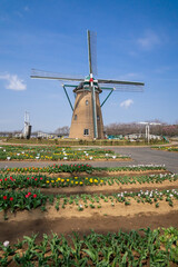 風車のあるチューリップ畑