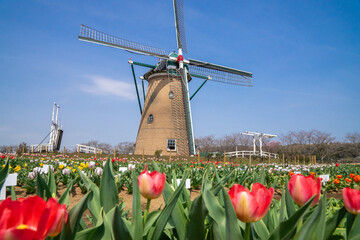 風車のあるチューリップ畑