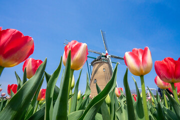 風車のあるチューリップ畑