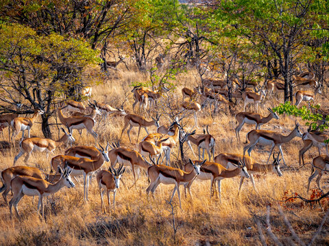 A herd of springboks (Antidorcas marsupialis), photographed in the savannah of Etosha National Park.