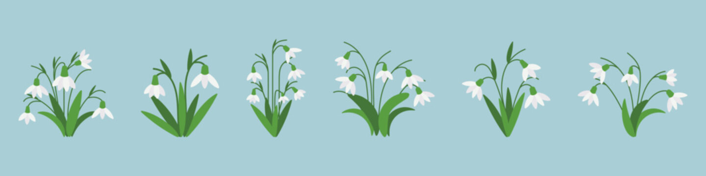 Snowdrop flowers set with green leaves on blue background. Early spring botanical illustration in flat style