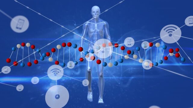 Animation of network of connections with icons over skeleton