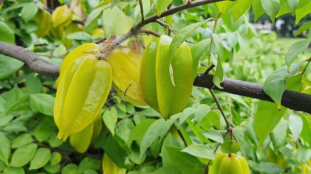 A closeup video of Juicy yellow star fruits or Averrhoa carambola hang on tree branches