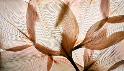 Fototapete Hotel nature abstract of flower petals beige transparent leaves with natural texture as natural background or wallpaper macro texture neutral color aesthetic photo with veins of leaf botanical design  © Laura