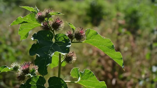 A close-up view of a wild Lesser Burdock plant swaying gently in the wind, highlighting its distinctive spiky green and purple burs and large green leaves in a sunny field.