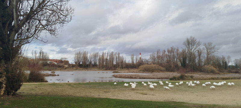 Paisaje natural de un humedal con un grupo de aves blancas descansando en la orilla bajo un cielo nublado en Burgos, Espa&ntilde;a