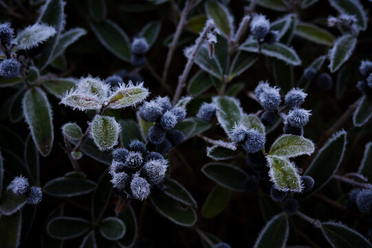 Close-up of frozen dark berries with ice crystals on a cold winter morning