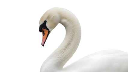 Fototapeta premium A majestic swan with its neck curved, showcasing its white feathers and orange beak, isolated on a clean background.