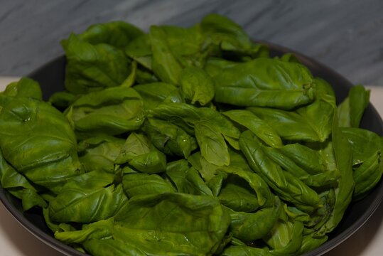 Fresh Green Basil Leaves in Black Ceramic Bowl