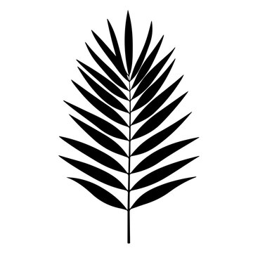 Elegant black and white illustration of a stylized palm frond leaf design