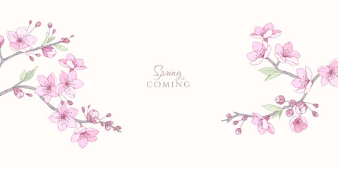 Cherry blossoms. Spring background with flowers and brunch. Detailed botanic floral collection for Valentines day invitation, wallpaper