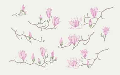 Set of magnolia blooming, flowers and brunch. Spring Detailed background with botanic floral elements for Valentines day invitation, wallpaper © merfin
