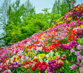 Ingelijste posters Groen Colorful tulips in full bloom at Tonami Tulip Park in Toyama, Japan.  © Phuong