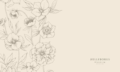 Plakat Hellebore background with flowers and leaves. Detailed hand drawn ink illustration of helleborus for invitation, wallpaper art or save the date
