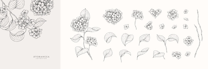 Set of blooming hydrangea flowers and brunch. Spring Detailed background with botanic floral elements for Valentines day invitation, wallpaper art © merfin