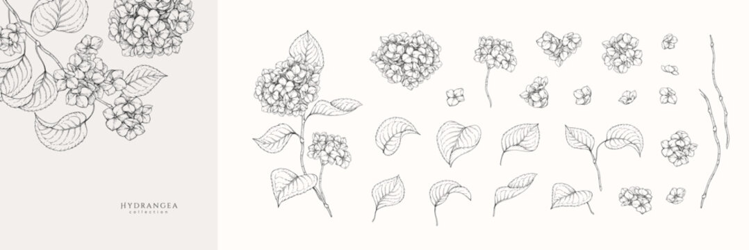 Set of blooming hydrangea flowers and brunch. Spring Detailed background with botanic floral elements for Valentines day invitation, wallpaper art