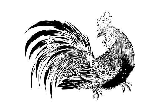Rooster black and white detailed line art vector illustration