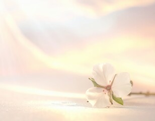 Obraz premium Delicate White Flower Petal On Soft Background With Gentle Light