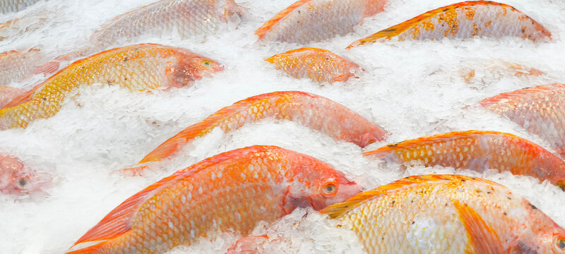 Tilapia in ice at the market.