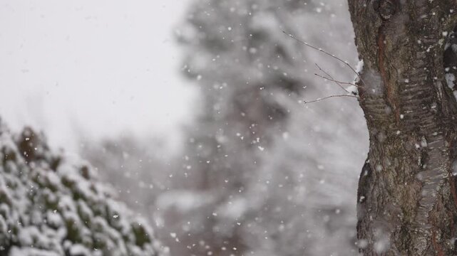 真冬の寒気が生み出す白銀の森　木々に積もる雪の重み