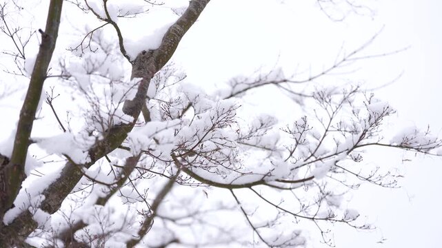 木の枝に積もる雪が美しい真冬の森　寒気に包まれた雪景色