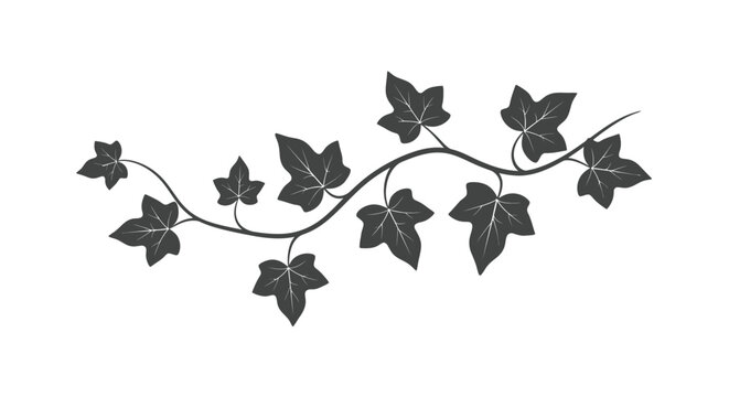 A delicate black and white illustration of a curving ivy vine with leaves