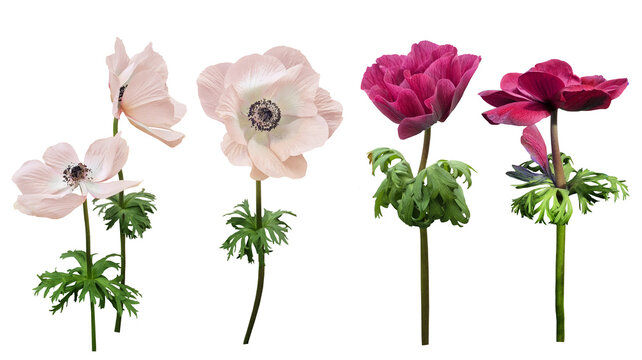 Pink anemone flower isolated on transparent background. stem flower for bouquet and floral design, soft romantic regency style