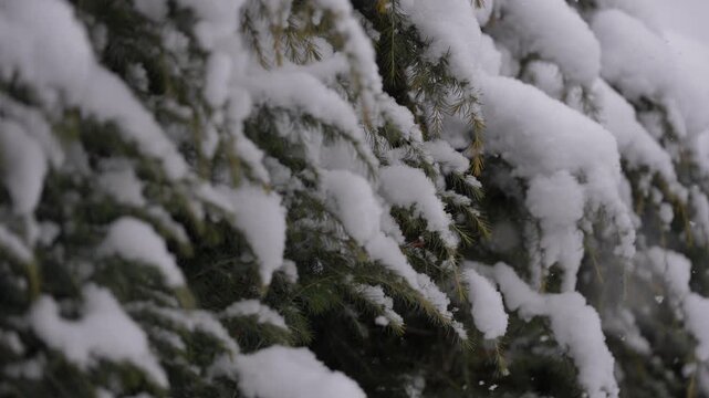 真冬の寒気が張りつめる雪景色　結氷した空気と木に積もる深雪