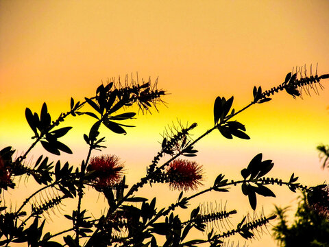 The Silhouettes of flowers and leaves of a weeping bottlebrush, against a vivid rainbow at dusk