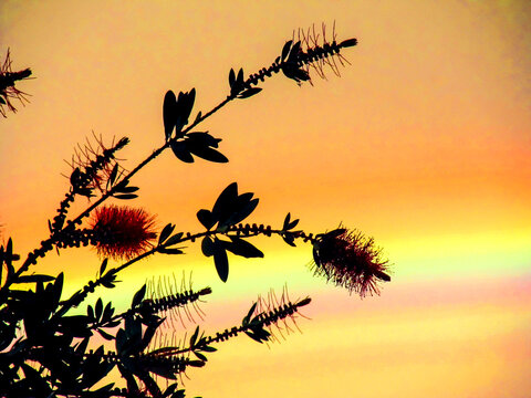 The Silhouettes of flowers and leaves of a weeping bottlebrush, against a vivid rainbow at dusk