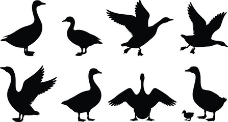 Collection of duck and goose silhouettes in various poses including standing, flying and walking, black vector bird set isolated on white background for wildlife and nature design © Itz Butterfly