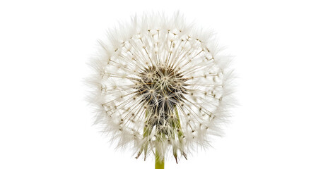 White dandelion seed head blowing in soft light isolated on white background