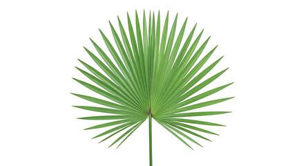 Obraz premium Green palm leaf isolated on white background minimalist natural plant design element