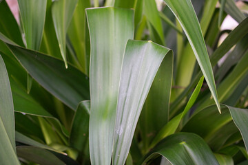 Obraz premium Aspidistra Elatior (Cast Iron Plant) is a species of flowering plant in the family Asparagaceae, native to Japan and Taiwan. Tolerant of neglect, it is widely cultivated as a houseplant.