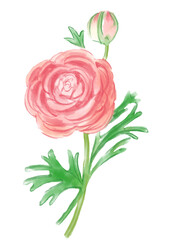 Fototapeta premium 咲き誇るピンクのラナンキュラスの花の手描きの水彩イラスト(透過PNG)