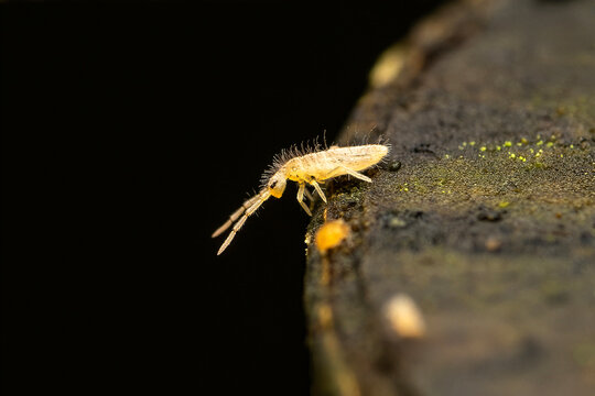 Linear white springtail (collembola) tiny hexapod found in damp soil, houseplants, and leaf litter; beneficial decomposer that jumps using furcula, macro insect photography stock photo image