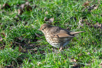 Fototapeta premium Song thrush turdus philomelos perched in garden, spotted breast, famous British songbird cracking snails on stones and singing loud at the spring dawn chorus, wildlife photography stock photo 