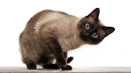 Obraz premium a captivating siamese cat with mesmerizing blue eyes tilts its head in curiosity, perched on a textured surface against a transparent background, highlighting its unique features.