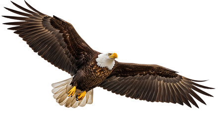 Fototapeta premium Bald eagle flying with wings spread in clear sky majestic wildlife nature bird