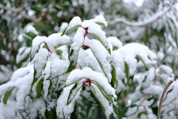 A snow covered tree branch with a few leaves still visible