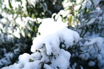A snow covered tree branch with snow on it