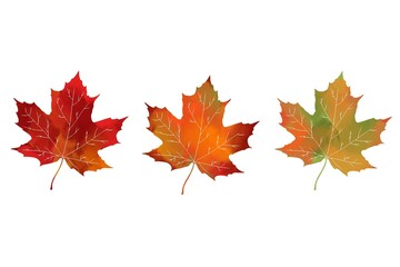 Maple leaf watercolour set. Red, orange and green maple leaves silhouette. 